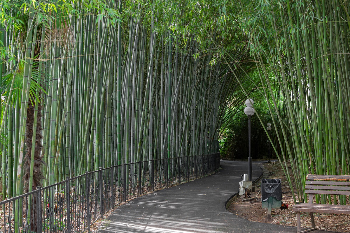 živý plot z bambusu